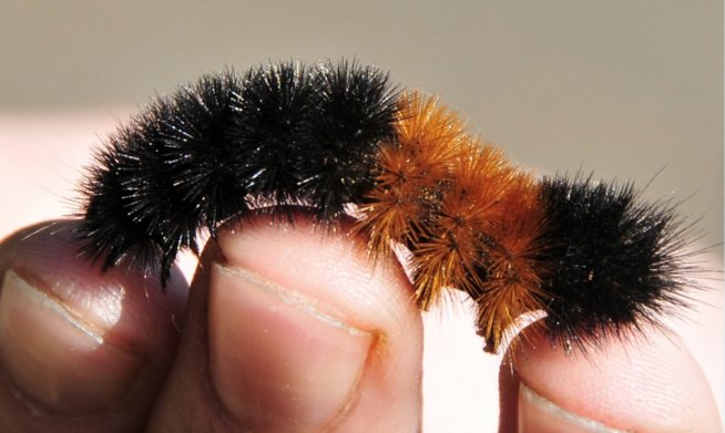 LibraryMix's tweet image. &quot;What Got Read and Who&apos;s Going to Bed&quot; (Top Ten Time + Taking a Snooze). Woolly Bear pix. salvia.guru/issues/30#start