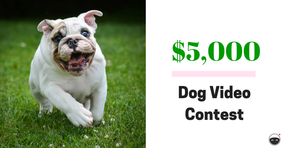 vidmetopdog's tweet image. Enter the #topdog competition. Win $5,000 PLUS eternal stardom for you and your pooch! 👉 vid.me/topdog 🌟🐶🌟