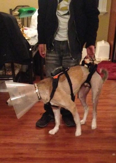 Look! Im home!!! I've settled in and am watching a movie with my dad. The vet was kind enough to give us straps!!