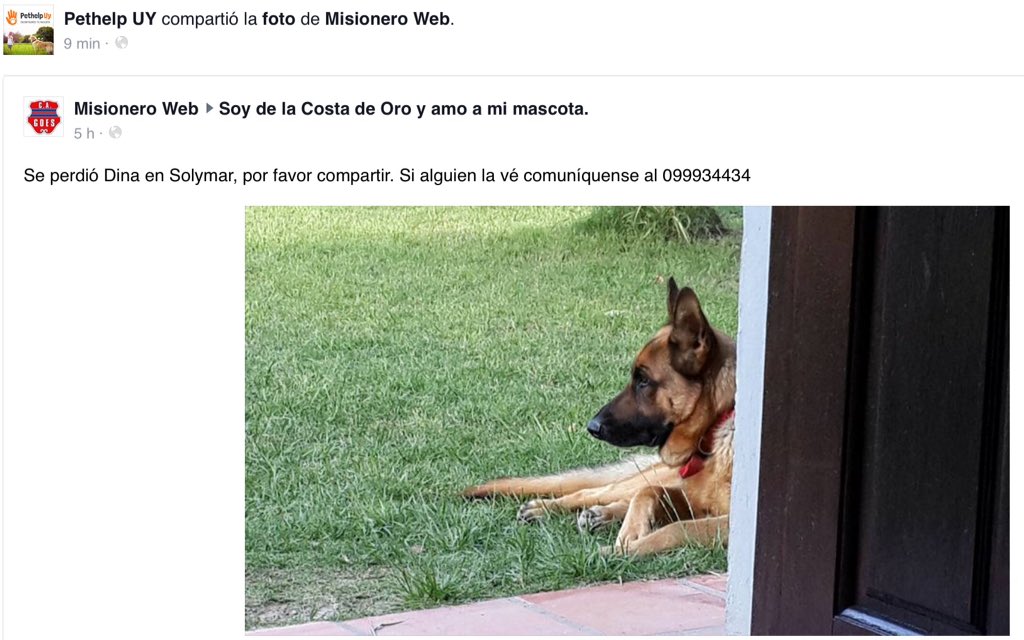 <a href="/pethelpuy/">Pethelpuy</a> <a href="/ASHcomUY/">Animales sin Hogar</a> <a href="/ANIMALHELPUY/">Mary Brown</a> <a href="/AnimalesUy/">animales perdidos uy</a> @AnimalesUruguay <a href="/ANMcomUY/">El Portal de las Mascotas</a> <a href="/MascotasUruguay/">Mascotas en Uruguay</a>