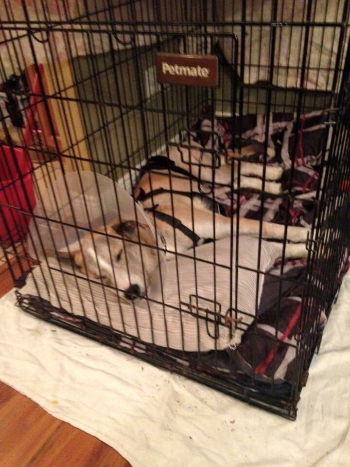 I will be in my crate for 6-8 weeks to heal, my vet only had 1inch of bone to work with and they are splintered bad