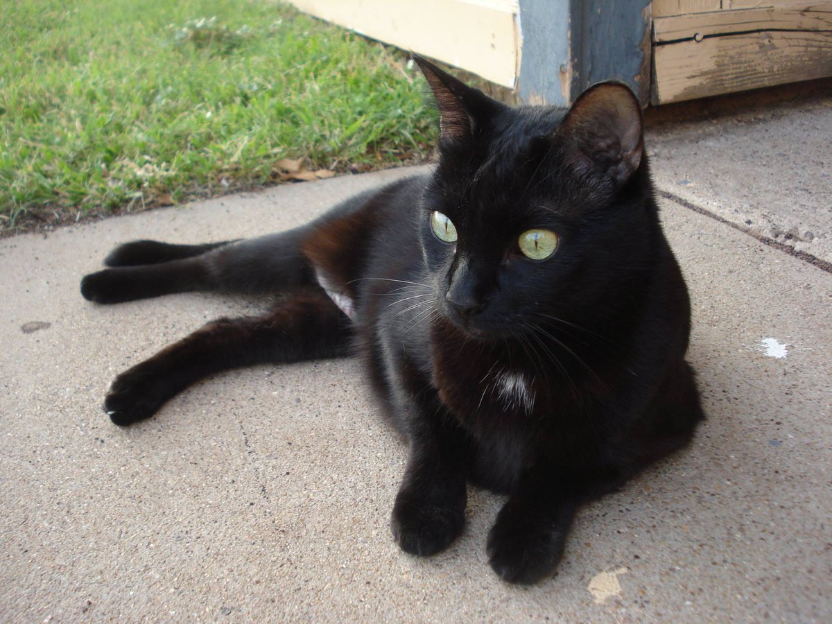 AlpineHumane's tweet image. John Murphy, thank you for supporting AHS! John's cat, Ms. Precious. Tweet us your cat! @AlpineHumane #ilovecats