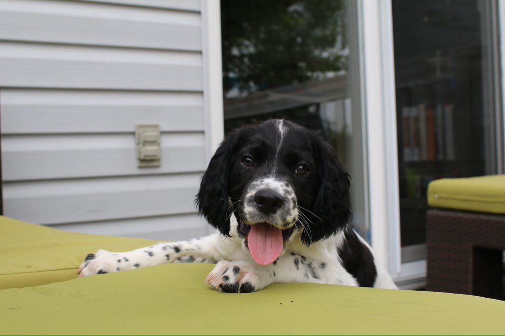 springer_fun's tweet image. As a spaniel I observe #WorldKindnessDay daily. I love everyone, even if they don't want it 😄! #dogslife