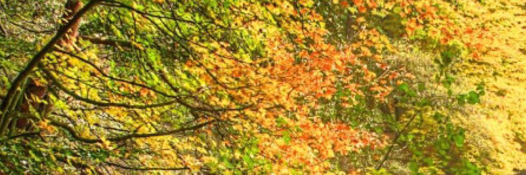 bombaflayout's tweet image. Joey Graceffa