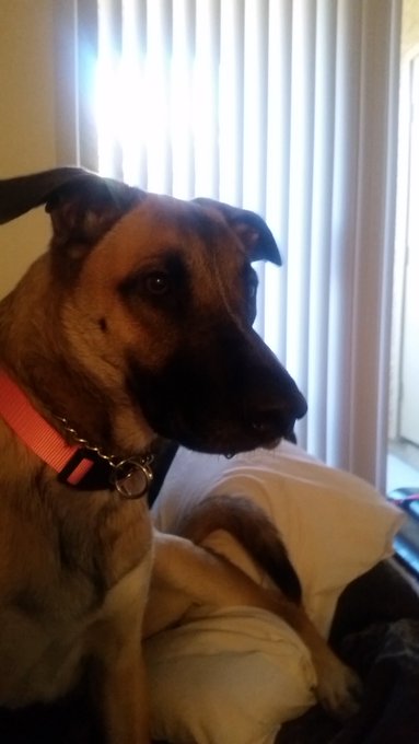 My new puppy Bella https://t.co/SF8yayfA1y<a href="/tag/passionspart2"class="tags"><span>#passionspart2</span></a>