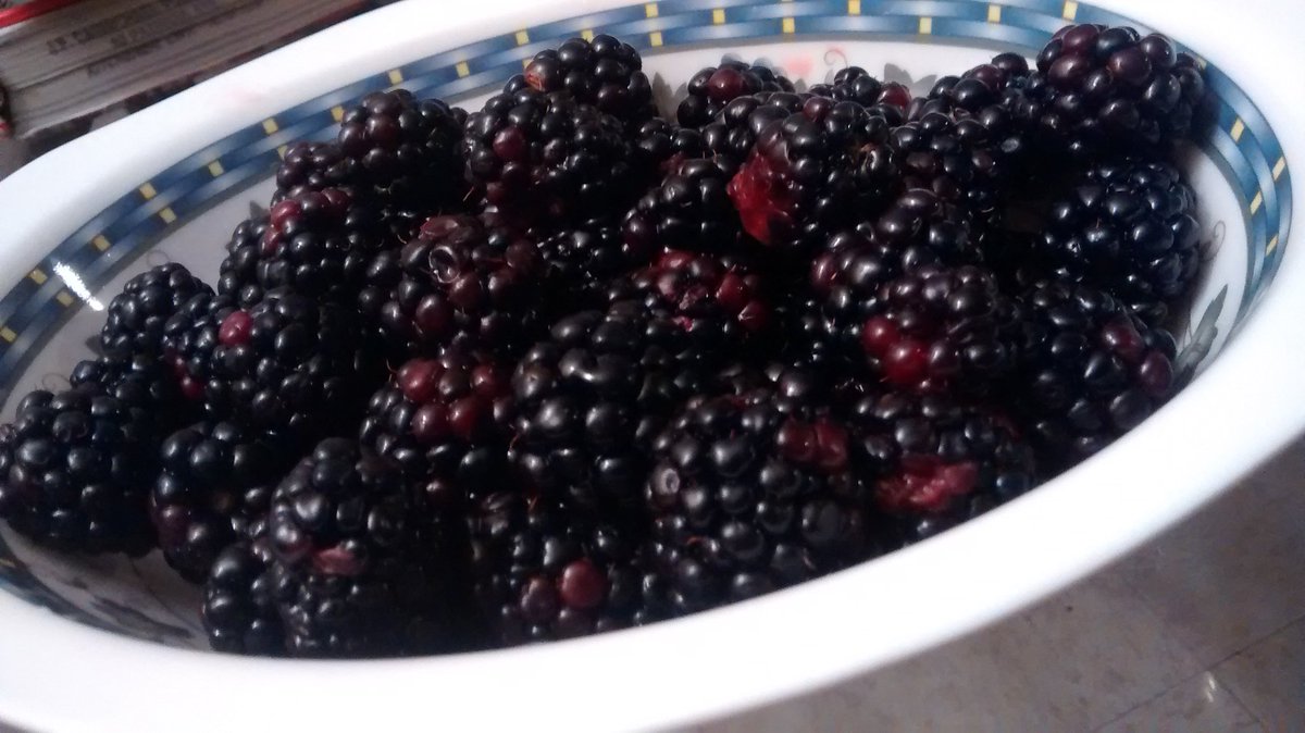 OsadiqUw's tweet photo. 9 pm family snack! Flavonoids, Vit C &amp; antioxidant!That's what BlackBerry is all about.@UW_URWhatUTwEat @UWmerrynTA https://t.co/cyPmmeWvmg