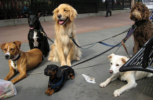 usetrippy's tweet photo. Help us out! We want to know what the LEAST dog friendly city is: https://t.co/LMQsLV4PsS #TLDogs #woof #dogs https://t.co/aifwA4R4qS