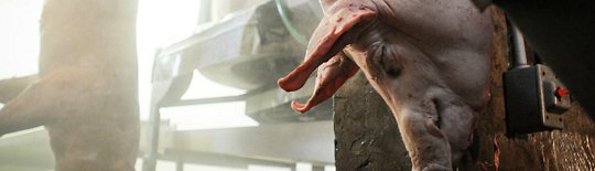 Freja_Petersen's tweet photo. What do pigs think & feel on their way to slaughter?
Panic & despair. #30DaysofVegan: https://t.co/jTGdlgVAYB https://t.co/NodiBug7sv