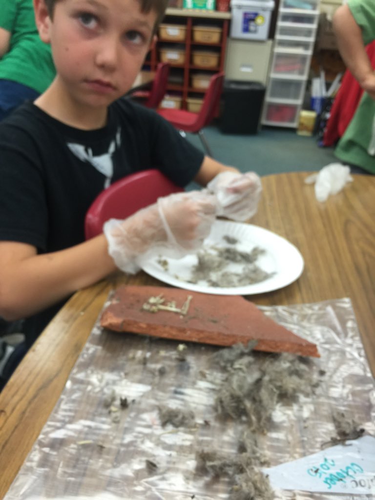 ktaylor3rd's tweet photo. My favorite kindergartener dissecting owl pellets. #eusd learns #NBKinder #NBBroncos #NBScience https://t.co/T0rJwRUcDB