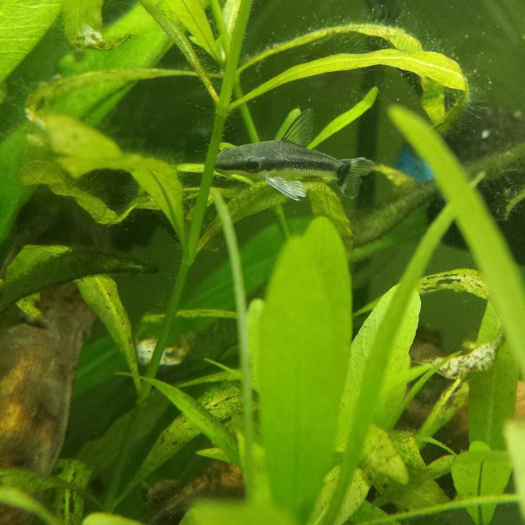 Akvaristan's tweet photo. #akvaristan #aquarium #akvaryum #aquarien #30daysoffishmas Day 13: Clean up crew. The coolest little cleaner fish t… https://t.co/AhctmbRhv0