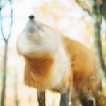 可愛いのは柴ドリルだけじゃない、キツネドリルが超可愛い!