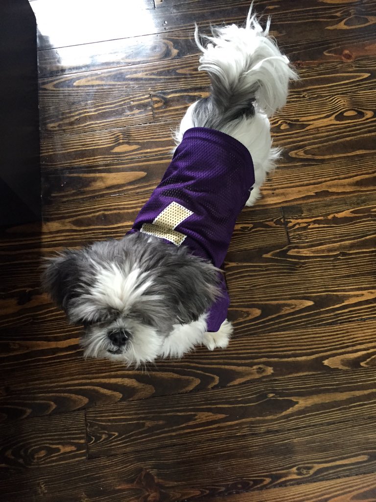 Oreo_CookieCake's tweet photo. #runningback #shihtzu https://t.co/D6wAvsPpTs