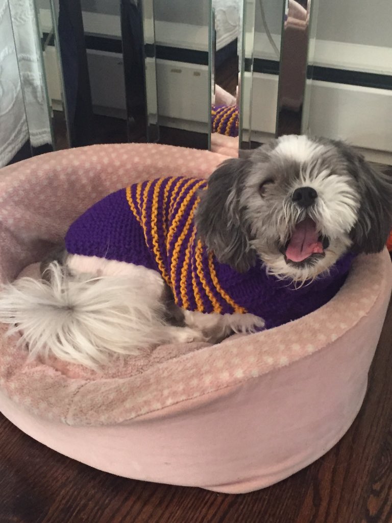 Oreo_CookieCake's tweet photo. I might be sleepy #yawn #shihtzu #ItsADogsLife #GoDukes https://t.co/GoutdIxVeS