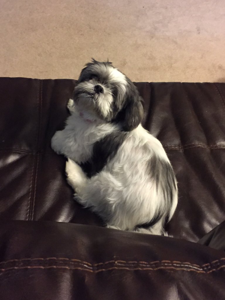 Oreo_CookieCake's tweet photo. To the cutest go the spoils #shihtzu #adopted https://t.co/CwNpumJq90