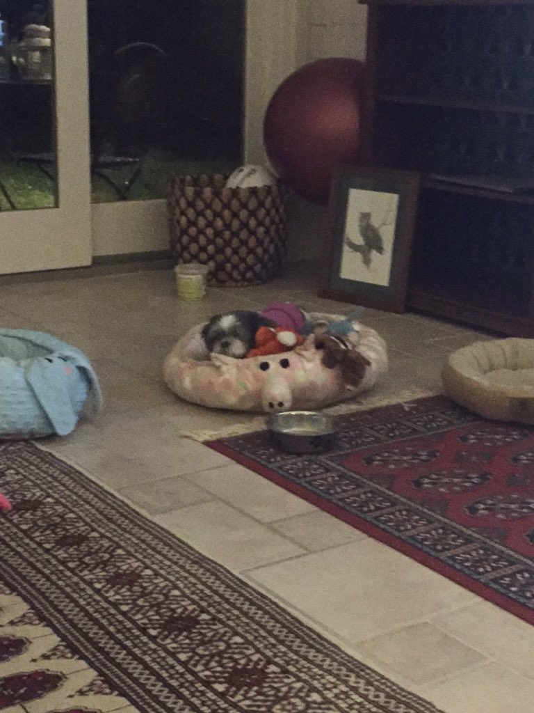 Oreo_CookieCake's tweet photo. To the cutest go the spoils #shihtzu #adopted https://t.co/CwNpumJq90