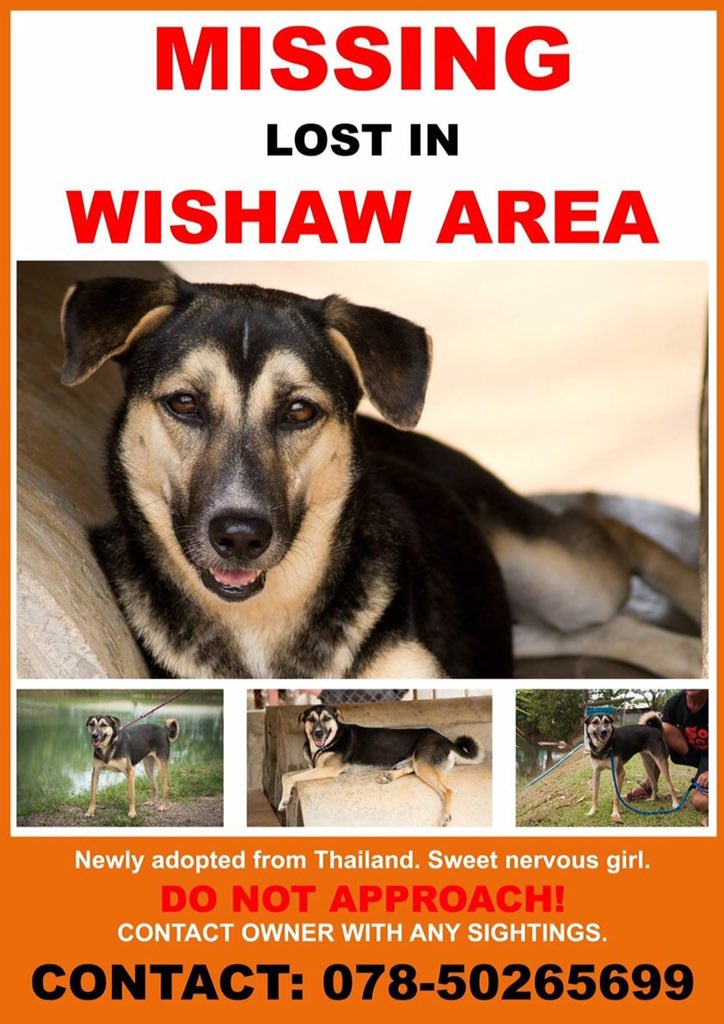 trumpetlill's tweet photo. @ScottishSPCA RT urgent appeal newly rescued from Thailand missing Wishaw #wishaw #soidog https://t.co/FM3zpR7LTN