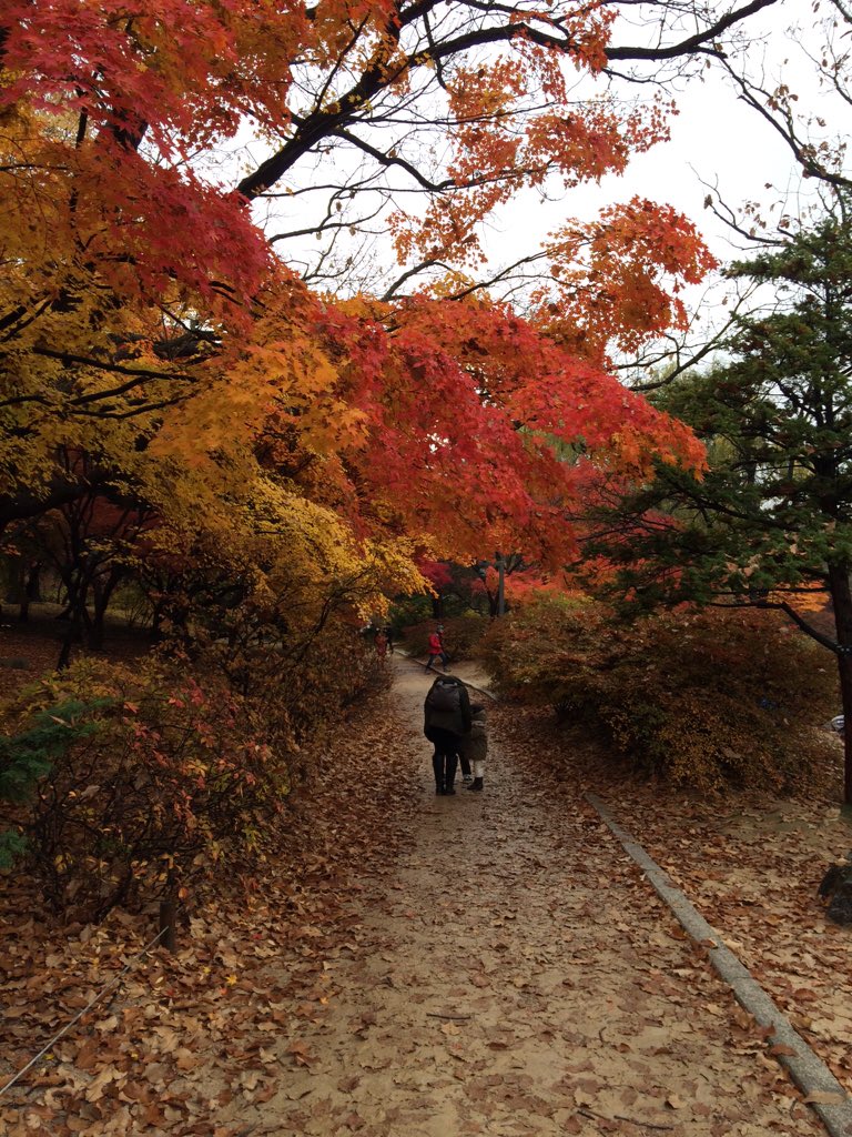 늦가을, 단풍 보러 멀리 가기 없기. 11월 14일 토요일 현재 "창경궁"의 호젓한 단풍길