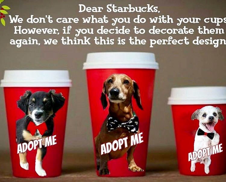 KKoz03's tweet photo. I'm all for this idea at any of the major coffee chains. #CupsForPups #Starbucks https://t.co/tLOWq4bZQX