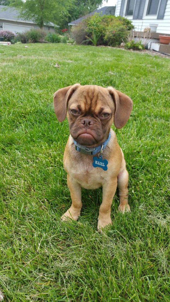 Shihtzus4lyfe's tweet photo. When you are born not a shih tzu #partwhatever https://t.co/ZONu4zWX34