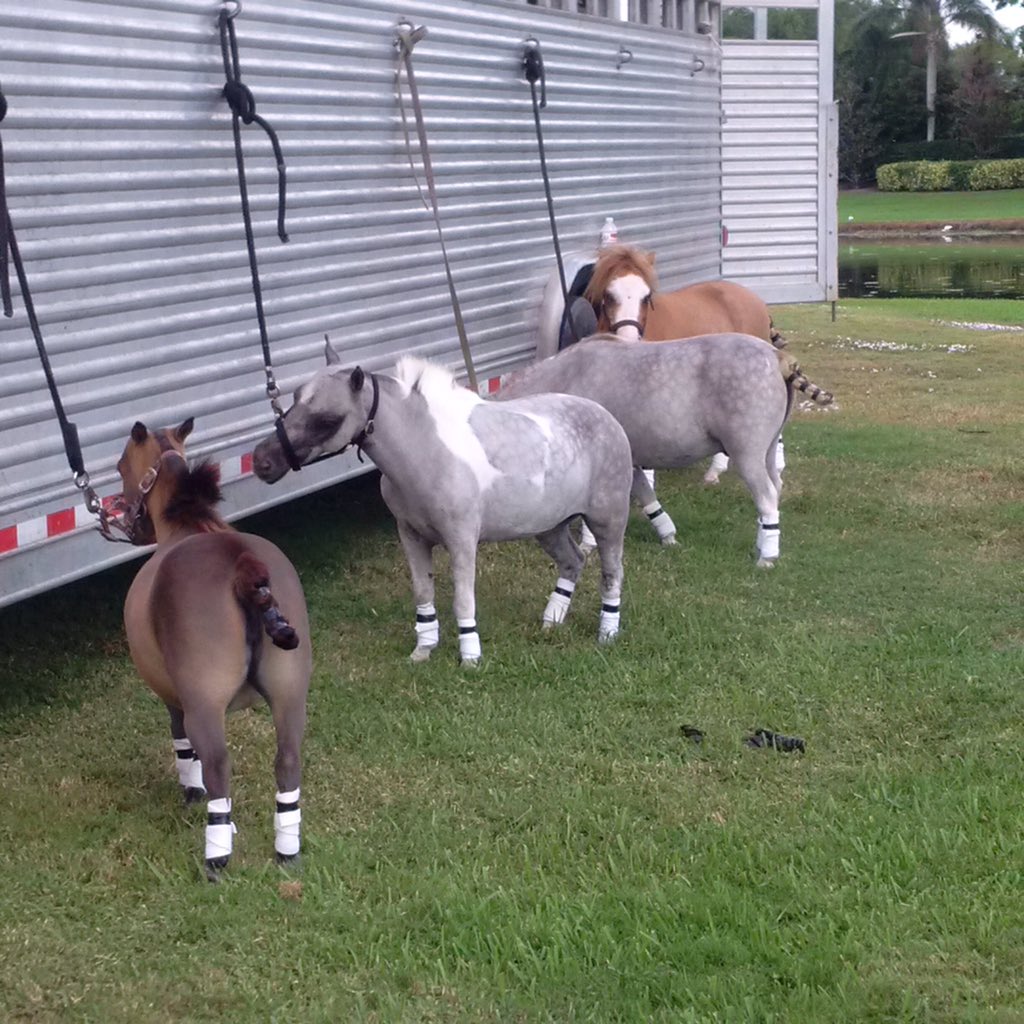 Getting my #string ready for The 2016 #Polo #season #looking good at the trailer 😳😜😍😂😘