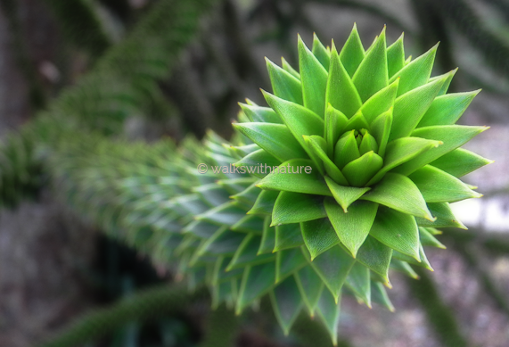 whuisim's tweet photo. #monkeypuzzletree by walkswithnature #computersleeve #zazzle #chileanpine #tree https://t.co/hfC80Yg6TM https://t.co/ZWlCH1Qb4T