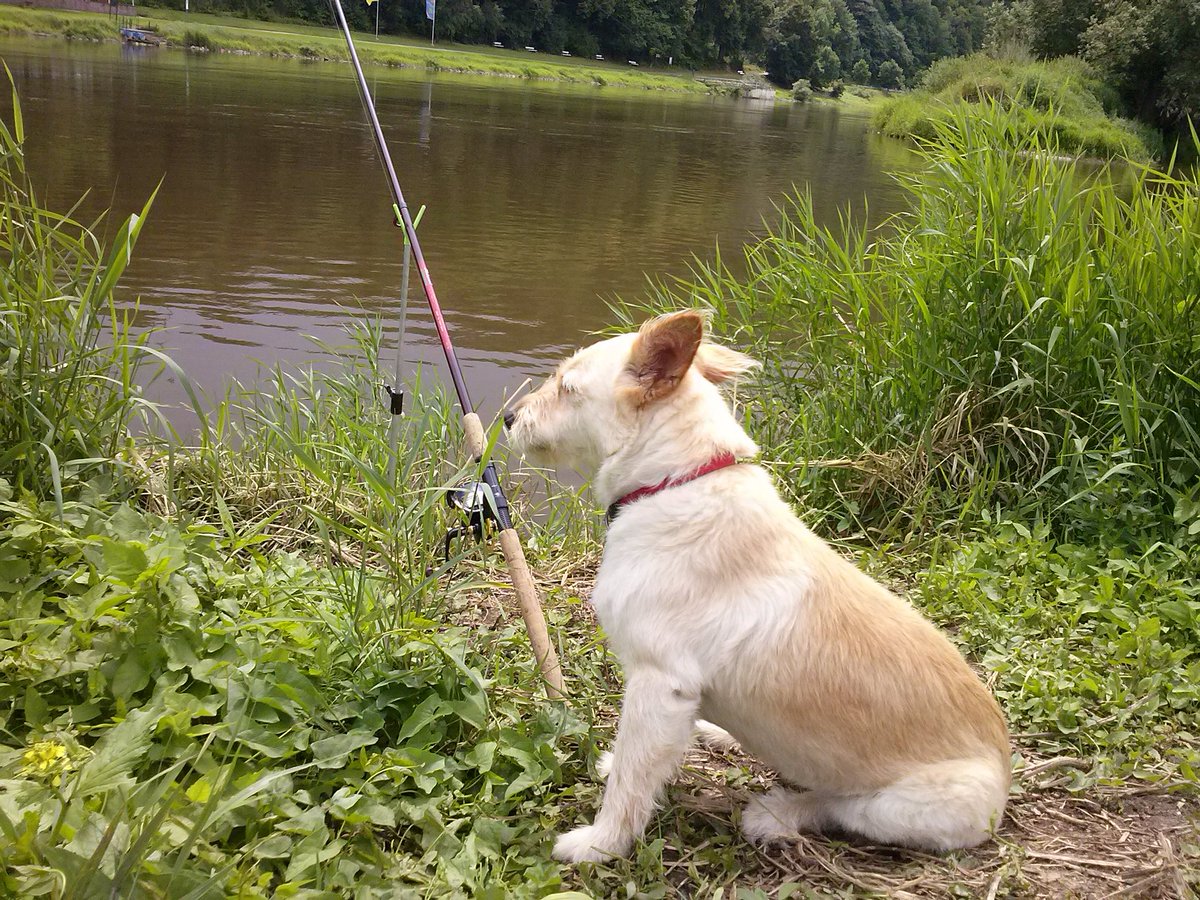 Faramine76's tweet photo. @DavidRSoul Vicky loves fishing :) https://t.co/FXDDHQLNGY