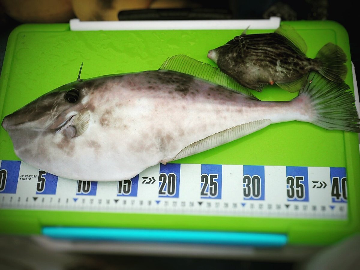 tm99fish's tweet image. 今日も微妙な釣果 
ウスバハギ1匹 カワハギ６匹
アオリイカねらってチビッ子タコ🐙1匹～😅