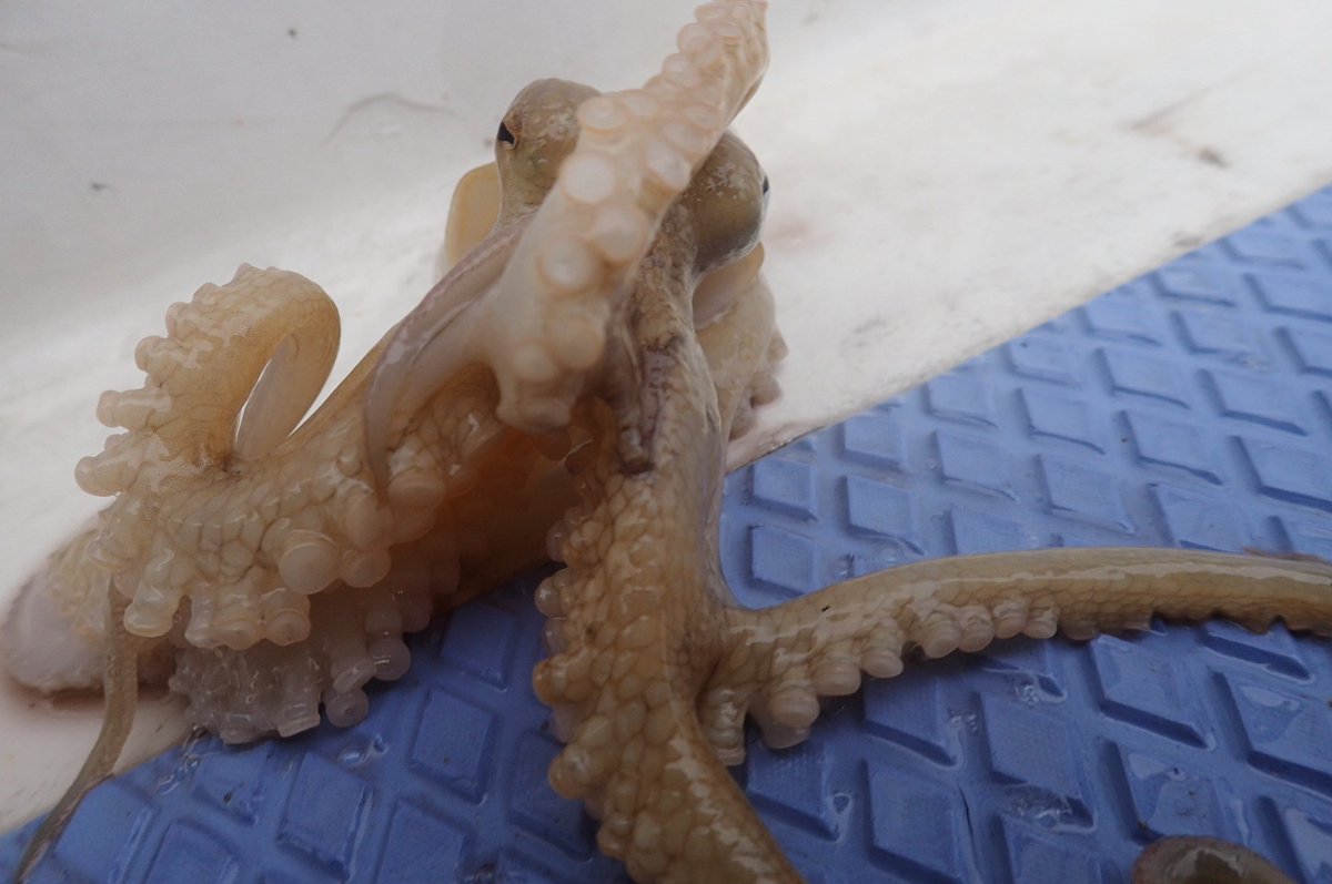 tm99fish's tweet image. 今日も微妙な釣果 
ウスバハギ1匹 カワハギ６匹
アオリイカねらってチビッ子タコ🐙1匹～😅