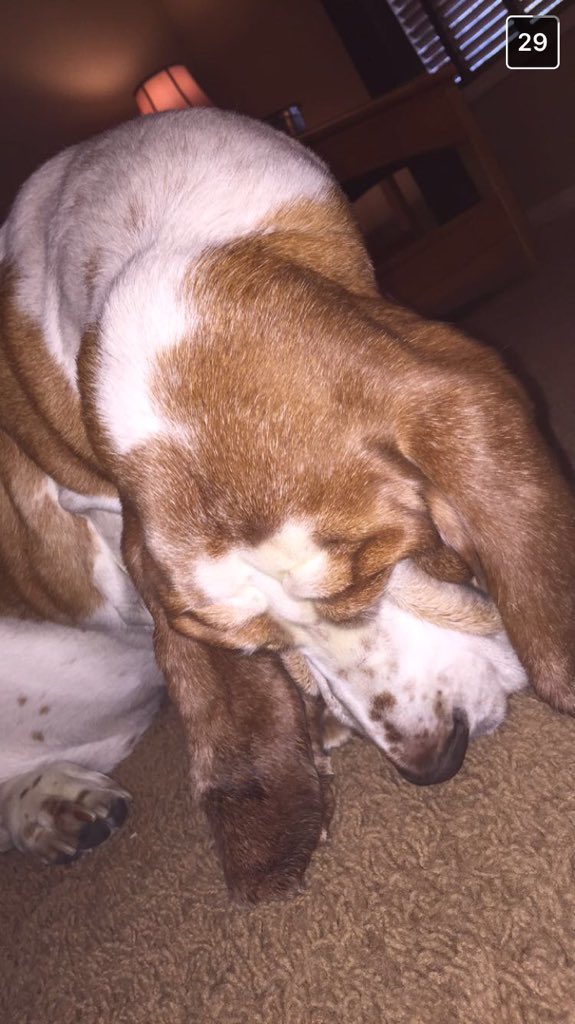 Gxbriellemxry's tweet image. #LoopOffTroye @troyesivan I hope one day you appreciate @troyelovely's floppy, mopey dog, Daisy #DaisyFanclub