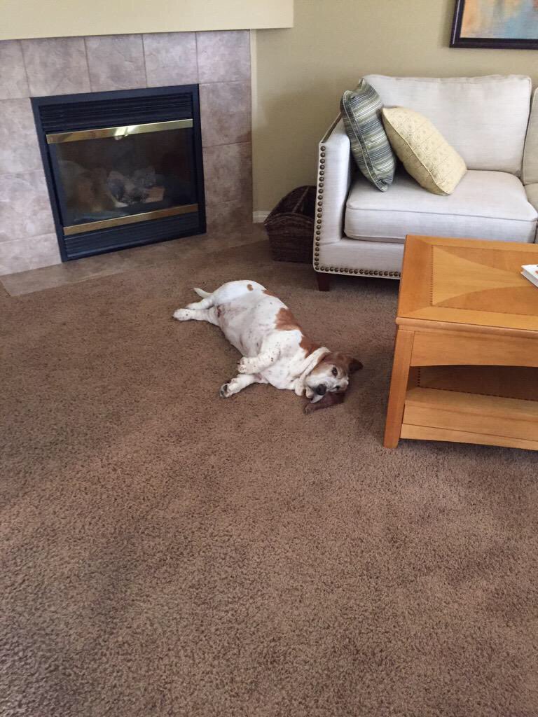 Gxbriellemxry's tweet image. #LoopOffTroye @troyesivan I hope one day you appreciate @troyelovely's floppy, mopey dog, Daisy #DaisyFanclub