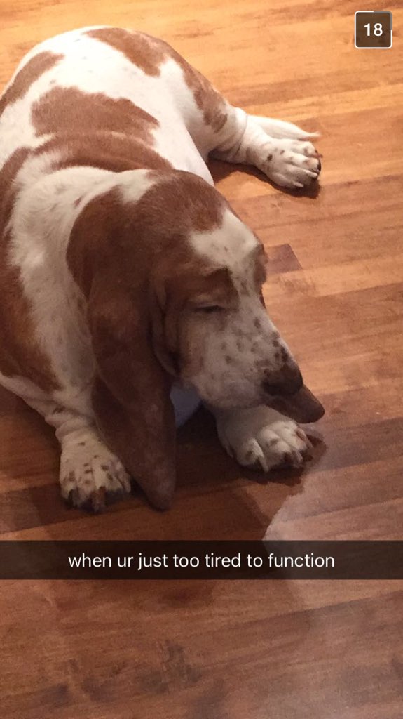 Gxbriellemxry's tweet image. #LoopOffTroye @troyesivan I hope one day you appreciate @troyelovely's floppy, mopey dog, Daisy #DaisyFanclub