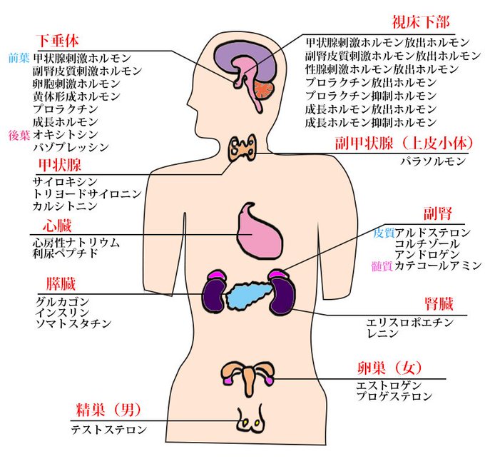 ホルモンのtwitterイラスト検索結果 古い順