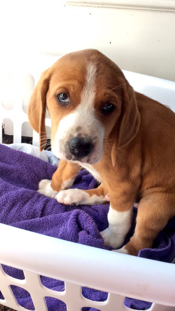 schmeckleme's tweet image. Meet Copper (: he is an 8 week old Beagle Mix and is looking for his forever home @ECUProfessor @ECUPetHelp