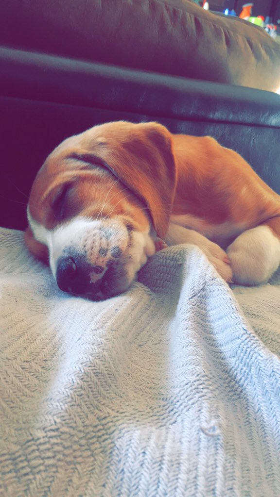 schmeckleme's tweet image. Meet Copper (: he is an 8 week old Beagle Mix and is looking for his forever home @ECUProfessor @ECUPetHelp