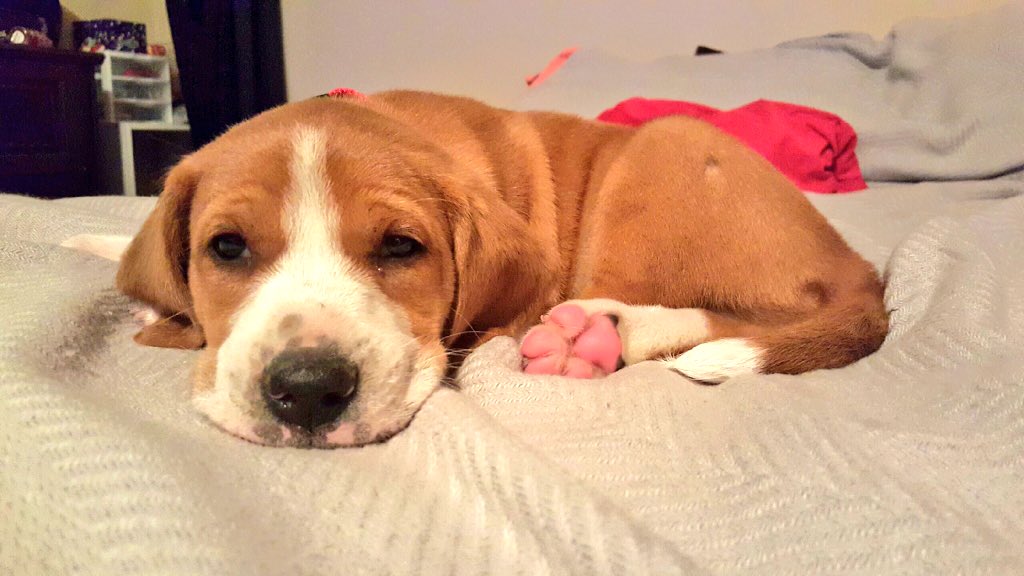 schmeckleme's tweet image. Meet Copper (: he is an 8 week old Beagle Mix and is looking for his forever home @ECUProfessor @ECUPetHelp