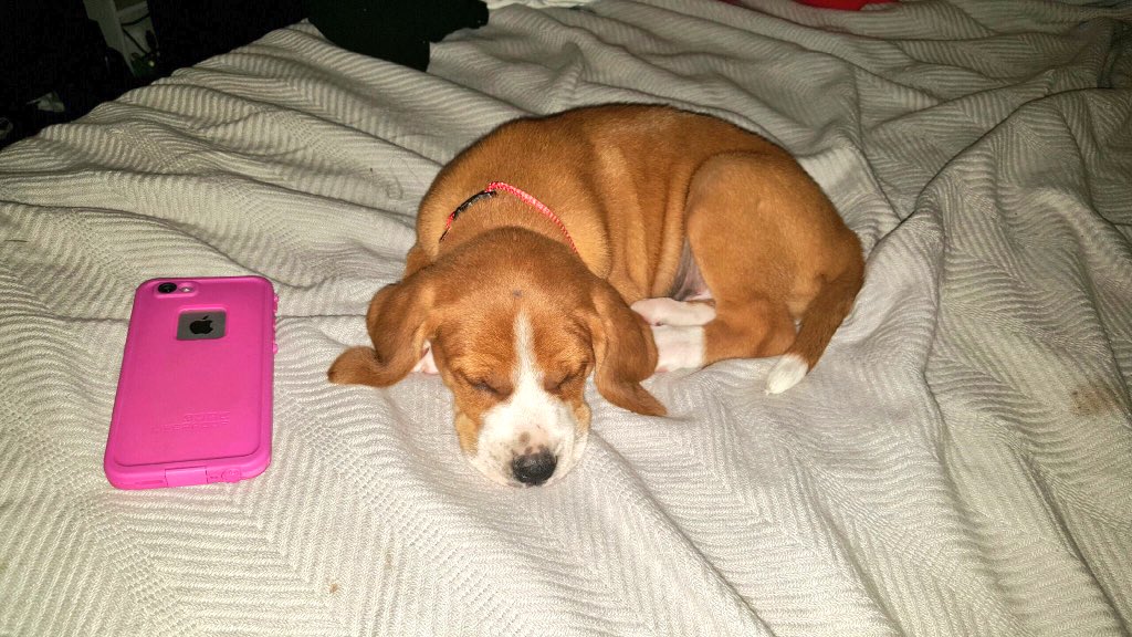 schmeckleme's tweet image. Meet Copper (: he is an 8 week old Beagle Mix and is looking for his forever home @ECUProfessor @ECUPetHelp