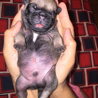 1неделя🐶#мопсы #pug#собакасамыйлучшийдруг❤️ #1week #1weekago findelight.net/puggie_detail.…