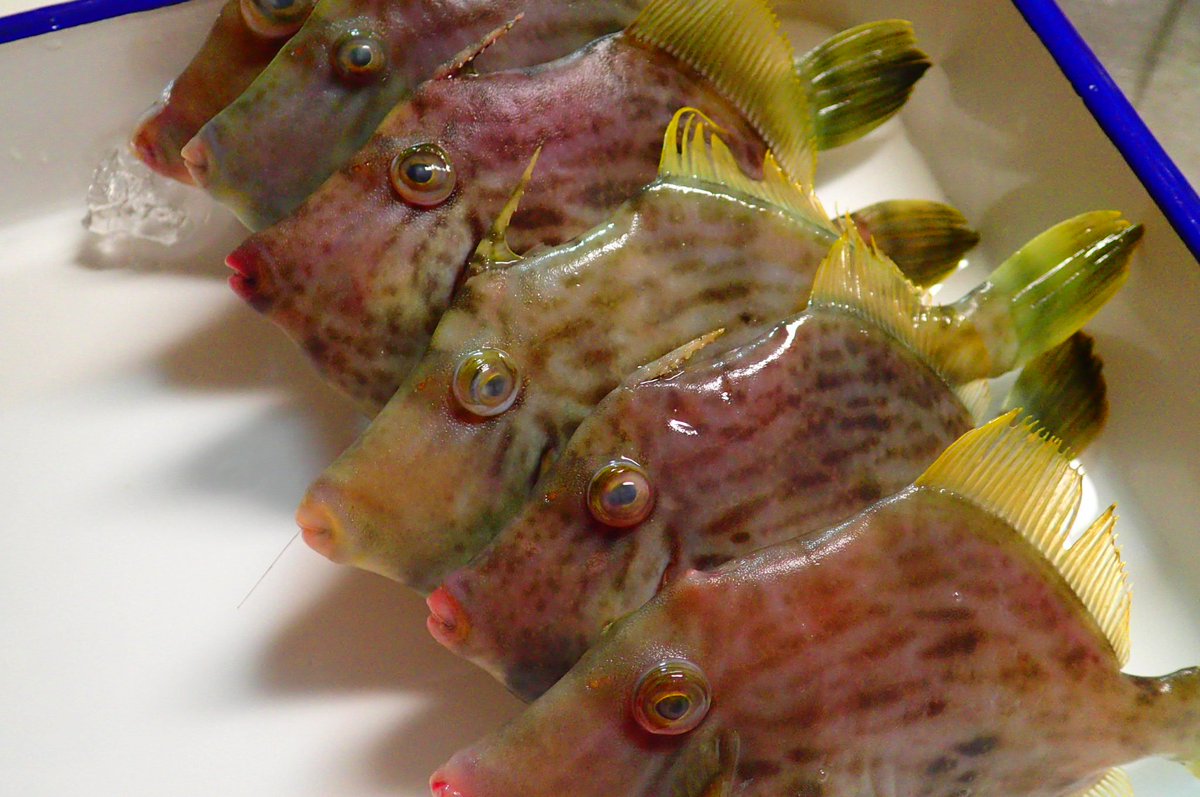 tm99fish's tweet image. カワハギ捌いた～少しなのに疲れたぁ～