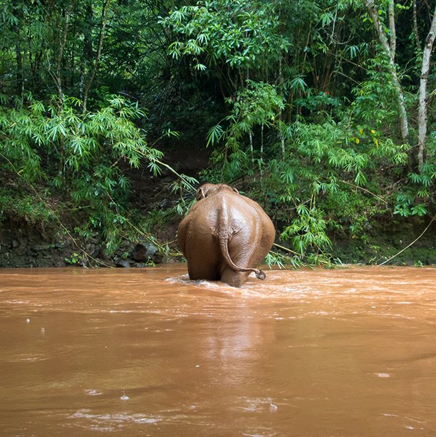 Mondulkiri Project tweet media
