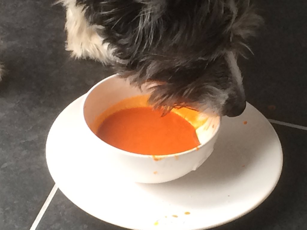 MansellSteve's tweet photo. Seen it all now, Sky lapping up tomato soup!!!#anybread https://t.co/7yf4DmwtN9