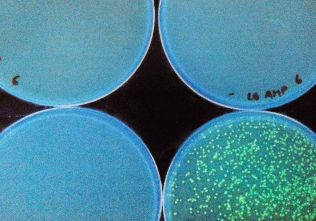 KaoriMutsuda's tweet photo. My first transgenic bacteria.
#pGREEN #Biotech https://t.co/6v5tclMsJt