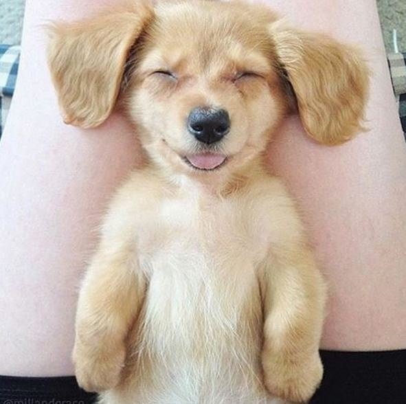doggiely's tweet photo. Happy fluffy saturday! #puppy #dogsoftwitter https://t.co/8oXQq3Nrdz