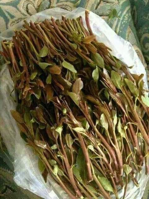 هلا من يخزن قات عال
