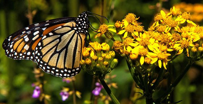 OfBug's tweet image. #Monarch #Butterfly populations expected to nearly quadruple   tinyurl.com/ofz3p5v