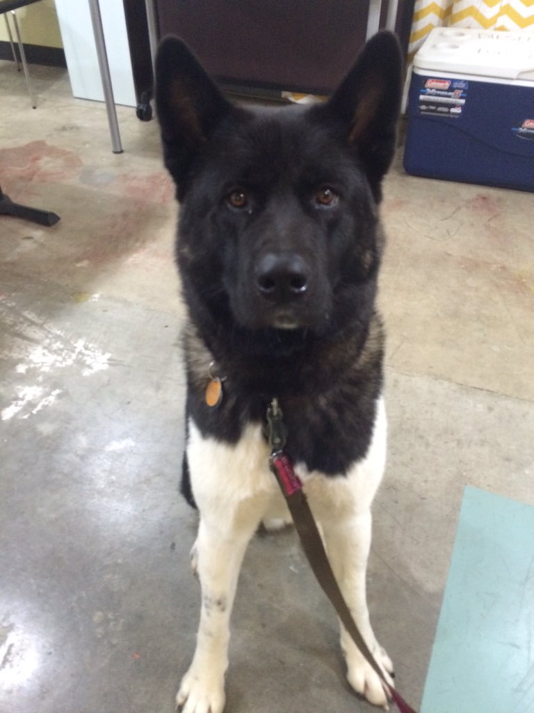 Dogs of Startup Week. Meet Oden. #swfoodtech #GSB2015