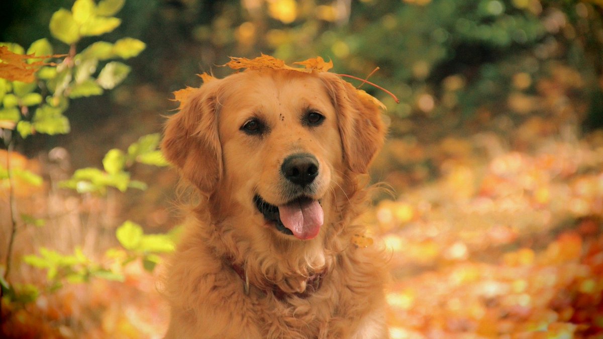 RuffLoveShop's tweet photo. @ASPCA shared: Thanksgiving Safety Tips for your Dogs! https://t.co/OeKpdr7Oi0 #RuffLoveShop #Thanksgiving #DogLove https://t.co/x55WZS99Ye