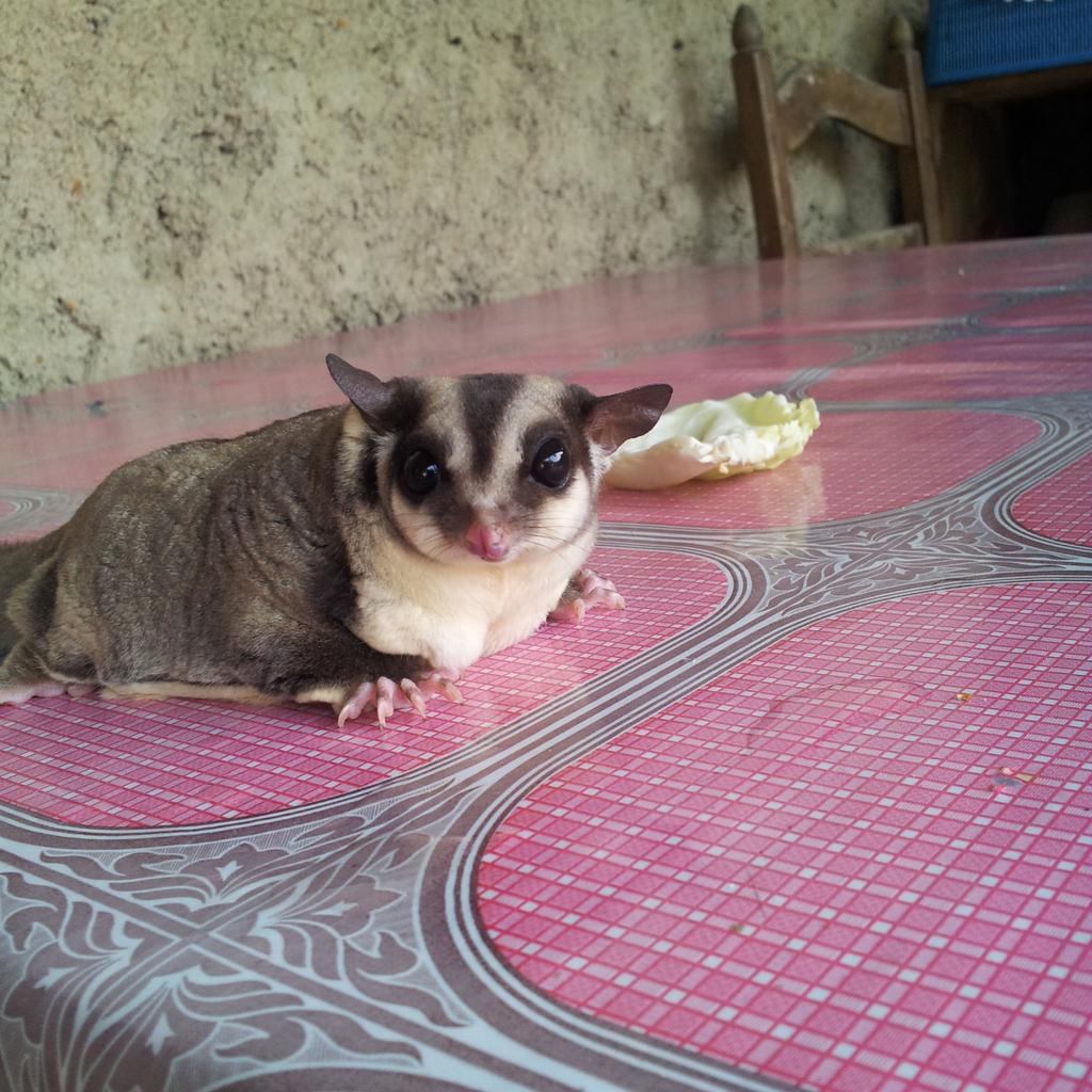 dinimeysi's tweet photo. Jual betina obes lg ip 1 ekor 700nett, jantan semok jitot bonding 600rb.nett @infocimahi123 @infocimahi1 @infocimahi https://t.co/rK5UzAbOOU