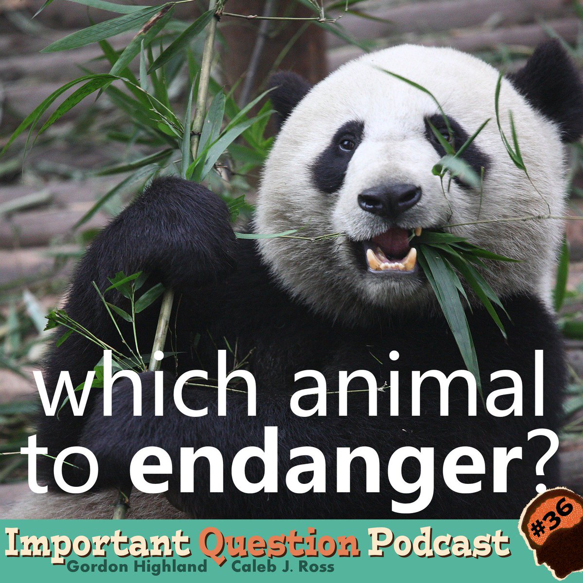 ImportantPod's tweet photo. Admit it, you've often wondered why the world cares so much about pandas. So have we. https://t.co/YdilyOYUUN https://t.co/51VCDZbS4l