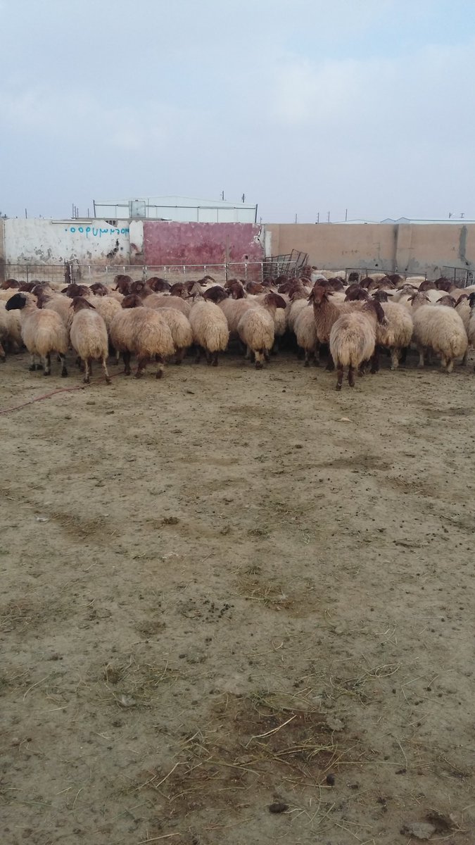 لبيع غنم نعيم دفييع العدد 100 راس السوم 1200 الموقع حفرالباطن الاستفسار /0559732653