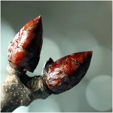 Waarom kleven de knoppen van kastanjes? bit.ly/1PHB9Lt